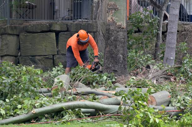 How Our Tree Care Process Works  in  Yoakum, TX